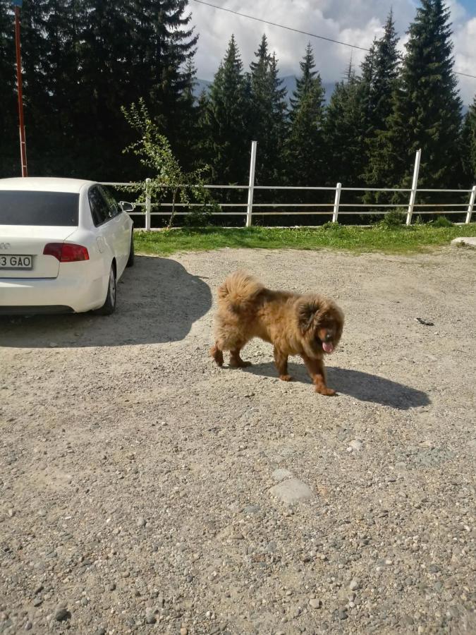 Cetina Hotell Ranca Eksteriør bilde